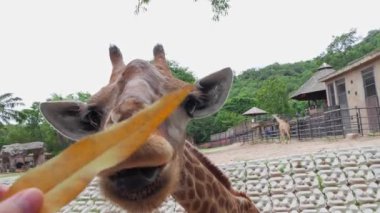 Giraffes chewing and eating greenery as they are looking directly at the camera in the zoo.