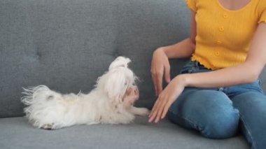 Woman Hand Playing with Cute White Maltese dog having fun enjoying.