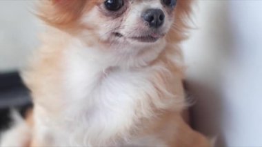 Oturma odasında duran sevimli Chihuahua 'nın yakın plan yüzü..
