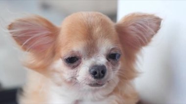 Chihuahua is drowsy and feel comfortable in living room. Close up