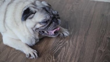 Funny Pug with huge eyes puppy on the floor in living room with copy space.
