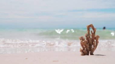 Sahildeki mercanlar, arka planda dalgalar, sahili kopyalayın. Yazın Coral ile boş tropik plaj geçmişi.