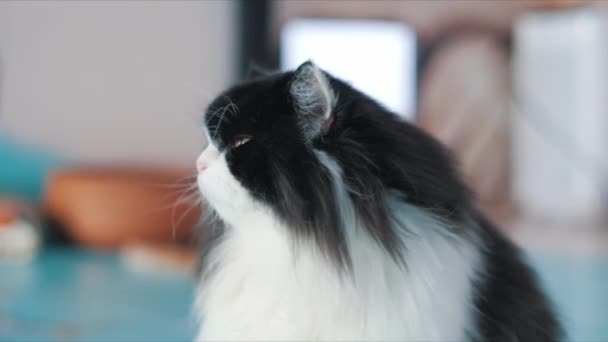 Gato Persa Sentado Frente Olhar Para Câmera Fechar — Vídeo de Stock