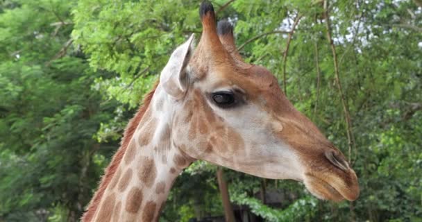 Yeşil Yaprak Arka Planında Zürafa Suratının Yakın Portresi Vahşi Yaşam — Stok video
