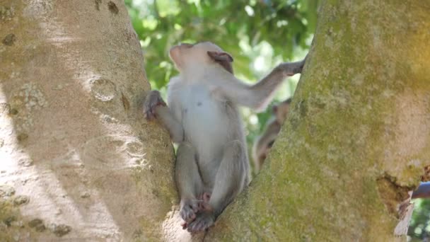Młoda Małpa Siedzi Gałęzi Drzewa Małpa Wspinaczka Drzewo — Wideo stockowe