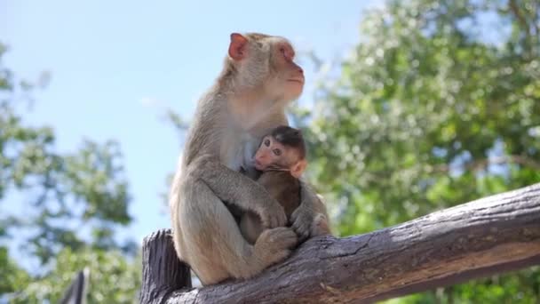 Moeder Aap Voedt Haar Baby Familie Wilde Moeder Aap Aap — Stockvideo