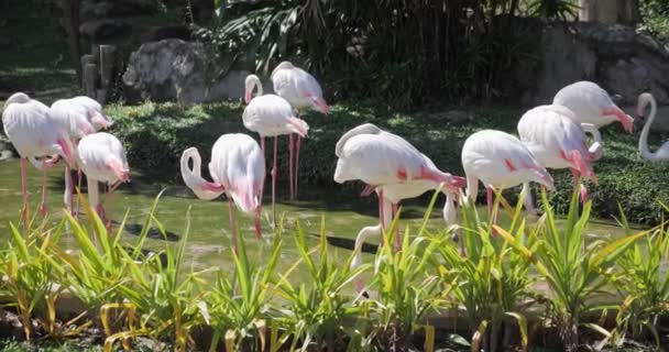 Greater Flamingos Pink Birds Natural Zoo Park — Video Stock