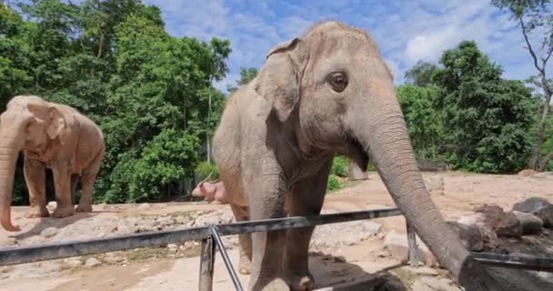 Aziatische Olifant Aziatische Olifant Het Dierentuin Park Thailand — Stockvideo