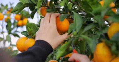 Eller organik çiftçilikte bir ağaçtan portakal kesiyor.