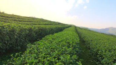 Yeşil çay tarlası. Organik tarım, çay yetiştirme.