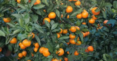 Olgun meyveli portakal ağacı. portakal ağacı.