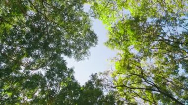 Yeşil Orman 'ın Dönüşü. Yeşil yapraklarla ve güneş ışığıyla ağaca bak..