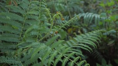 Ormandaki ferah eğrelti otu yaprağına yakın..
