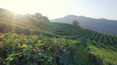 Güneşli çay tarlası manzarası, Yeşil Çay Tarlaları.