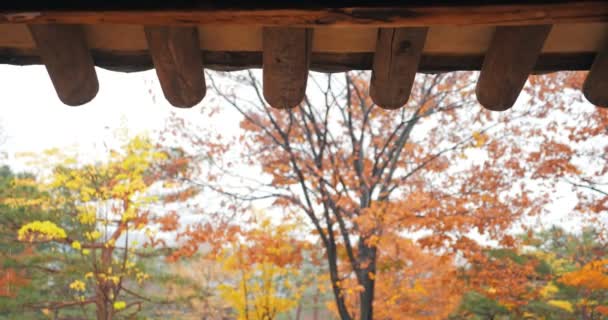 Regentag Dach Eines Traditionellen Koreanischen Hauses Herbst Baumhintergrund — Stockvideo