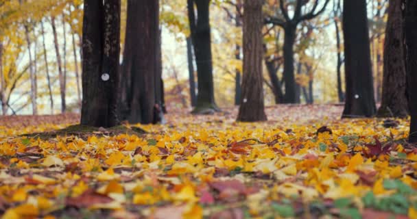 Leafs Autumn Vivid Fall Park Focus Colored Leafs Tree Falling — Stock Video