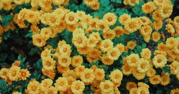 Квіти Хризантеми Цвітуть Крупним Планом Восени — стокове відео