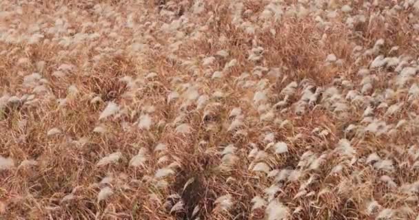 Silbergrasblume Wiegt Sich Windhintergrund — Stockvideo