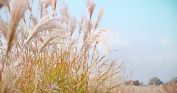 Красивая Японская Серебряная Трава Цветок Раскачивается Ветру Miscanthus Floridulus — стоковое видео
