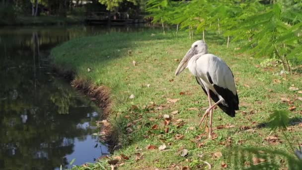 동물원에 아나콘다 — 비디오
