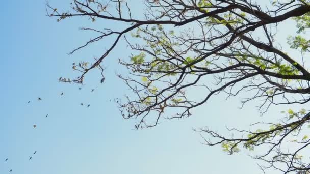 空の木から鳥が出入りする群れ — ストック動画