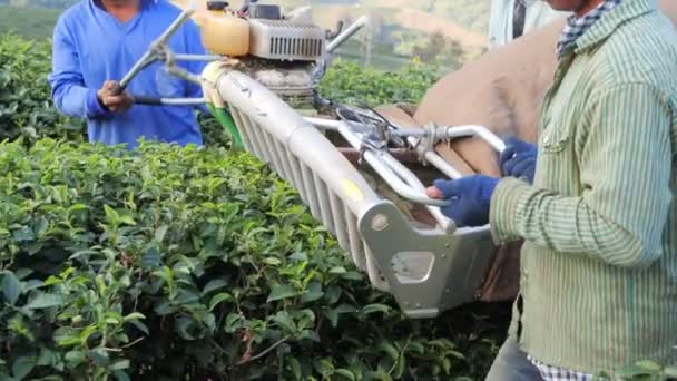 Zemědělci Sbírají Čajové Lístky Plantáže Zeleného Čaje Profesionálním Prořezávačem — Stock video
