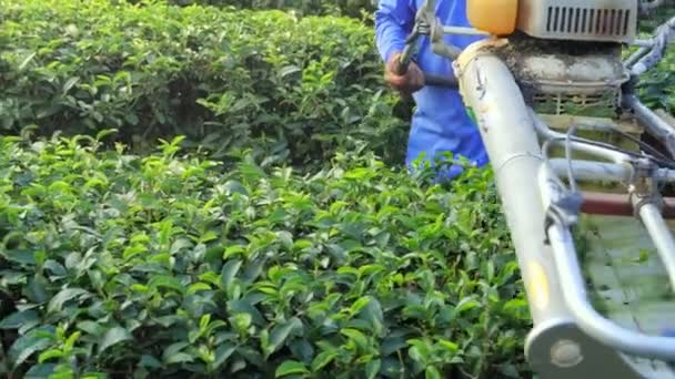 재배를 자동으로 중단하고 농장에서 잎사귀를 수확하는 — 비디오