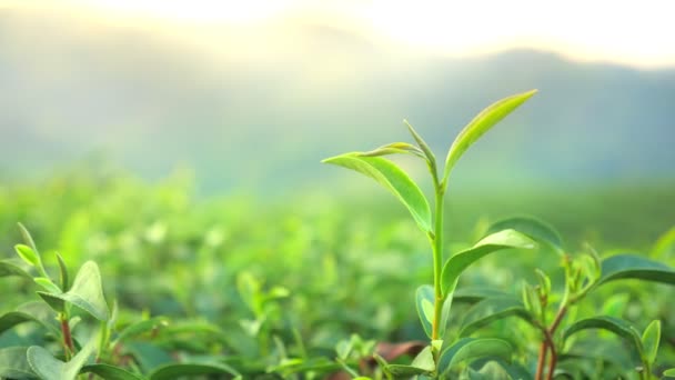 Güneş Taze Yeşil Çay Yapraklarının Üzerinde Parlıyor Rüzgarda Hareket Ediyor — Stok video