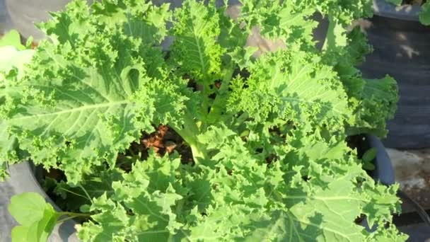 新鮮な緑のレタスサラダ 有機野菜のクローズアップ — ストック動画
