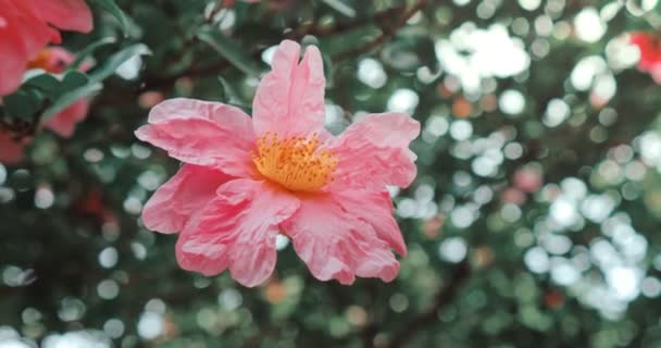 Рожева Квітка Камелії Блумі Під Час Весняного Періоду — стокове відео