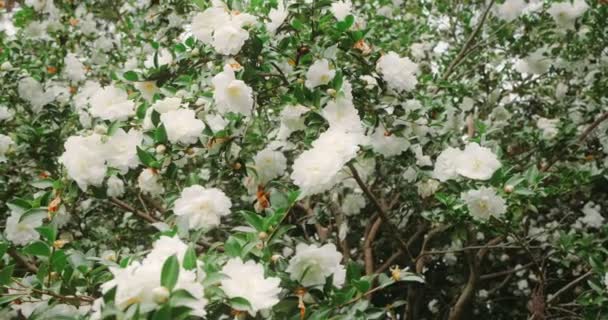 Białe Kwiaty Kamelii Zielonym Krzewie Rozkwicie Podczas Ogrodzie Japońskim — Wideo stockowe