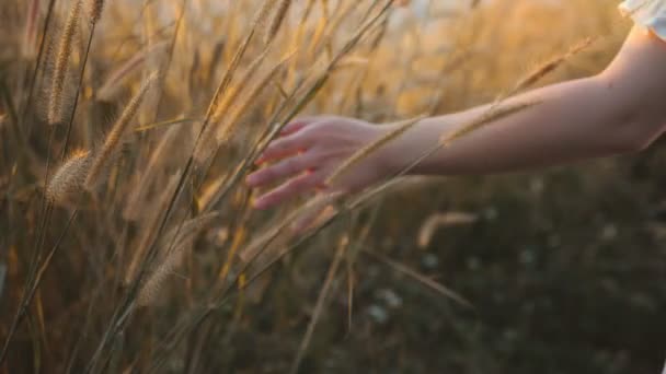 Grass Flower Sunset Slow Motion — Stock Video