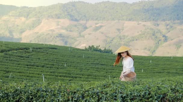 観光アジアの女性は 丘の上の新鮮な緑茶プランテーション農場を歩く チェンライ — ストック動画