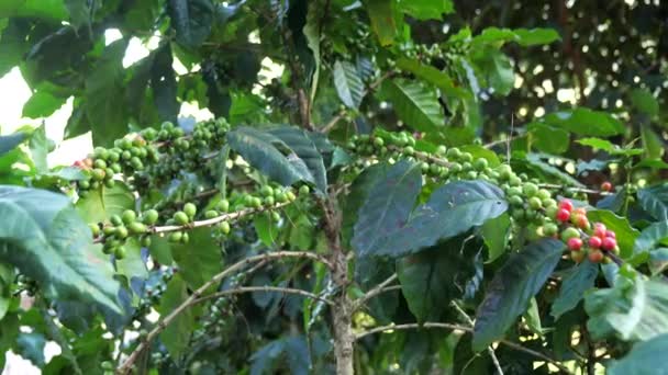 Zbliżenie Ziaren Kawy Rosnących Gałęzi Drzewa Kawy Oddział Drzewa Kawowego — Wideo stockowe