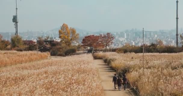 Парк Ханеула Травяном Поле Осенью Сеул Южная Корея — стоковое видео