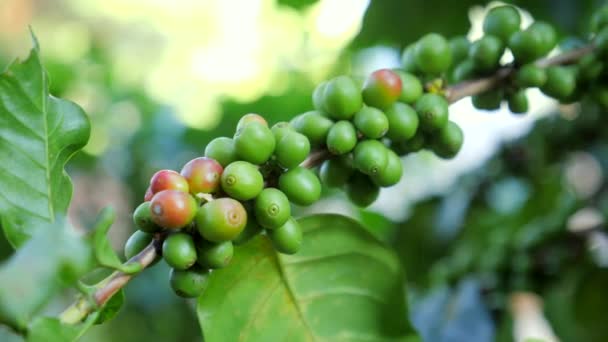 コーヒーの木の枝で栽培されているコーヒー豆の終わり コーヒーの木の枝 — ストック動画