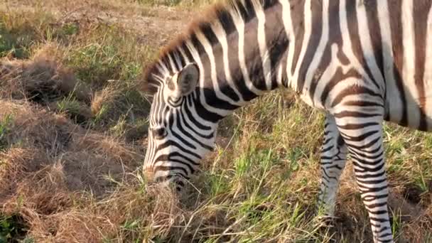 国立公園内の芝野を食べるゼブラのクローズアップ — ストック動画