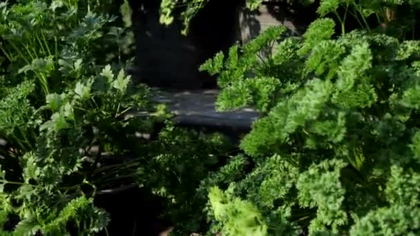 Зелений Листок Парслі Parsley Вид Квіткових Рослин Родини Apiaceae Родом — стокове відео
