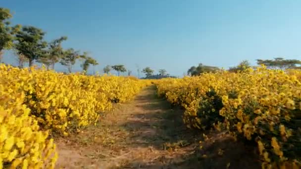 Kwiaty Cota Tinctoria Złoty Marguerite Żółty Rumianek Lub Oksy Rumianek — Wideo stockowe