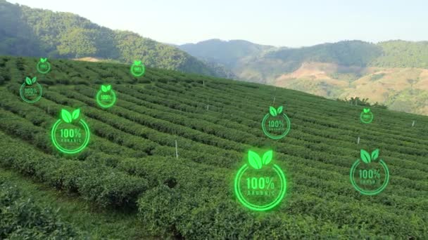 Tea Tree Plantation Field Organic Farm Beautiful Fresh Green Tea — Stock Video