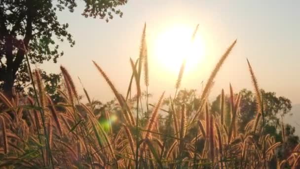 Poaceae Grass Flowers Close View Flower Sunset Background Beautiful Soft — Stock Video