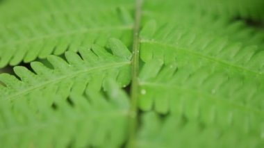 Kadınların elleri beyaz arka planda yıkanır. Coronavirus salgını önleme sabunla ellerini yıka sıcak su parmaklarını sık sık ovala. Sağlık kavramı