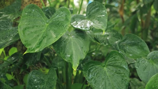 Listy Alocasia Cucullata Jsou Čerstvě Zelené Zahradě Abstraktní Textura Zblízka — Stock video