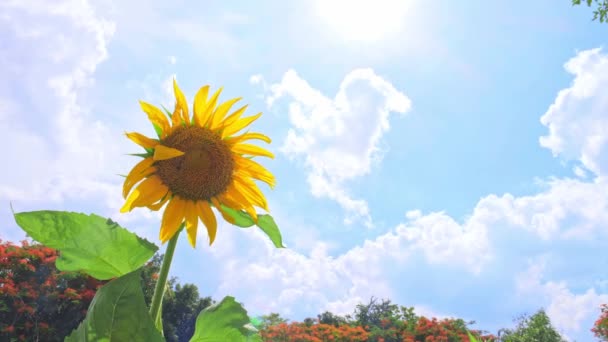Rüzgarda Sallanan Ayçiçeği Bulutlu Mavi Gökyüzünde Ayçiçeğiyle Güzel Bir Manzara — Stok video