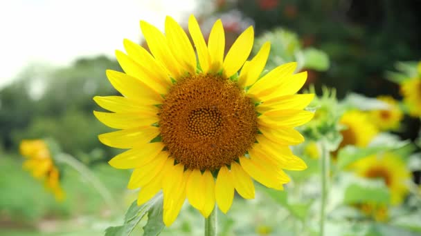 Field Sunflowers Beautiful Yellow Sunflower Flowers — Stock Video