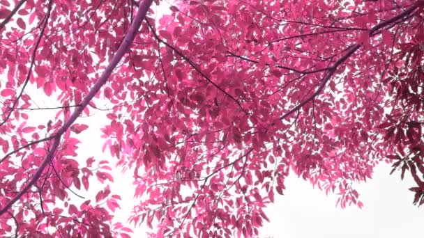 Рожеве Кольорове Дерево Листя Перегляд Тла — стокове відео