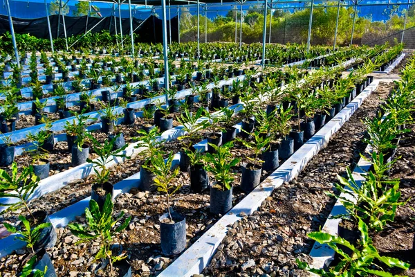温室植物盆中的种子苗圃 麦卡丹种子苗圃 努力使粮食安全多样化 — 图库照片