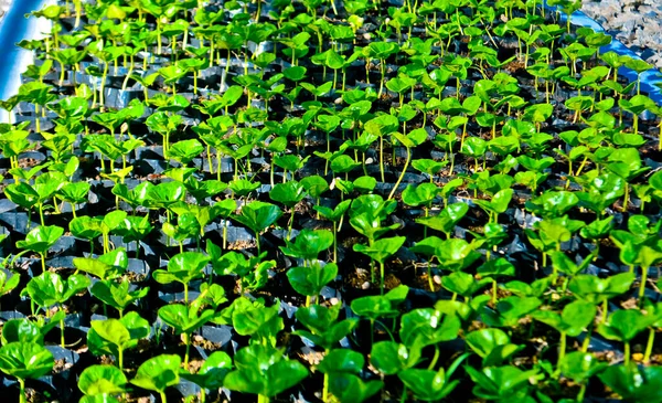 Setzlinge Pflanztöpfen Gewächshaus Macadam Pflanzschule Als Versuch Die Ernährungssicherheit Diversifizieren — Stockfoto