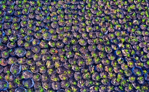 Setzlinge Pflanztöpfen Gewächshaus Macadam Pflanzschule Als Versuch Die Ernährungssicherheit Diversifizieren — Stockfoto