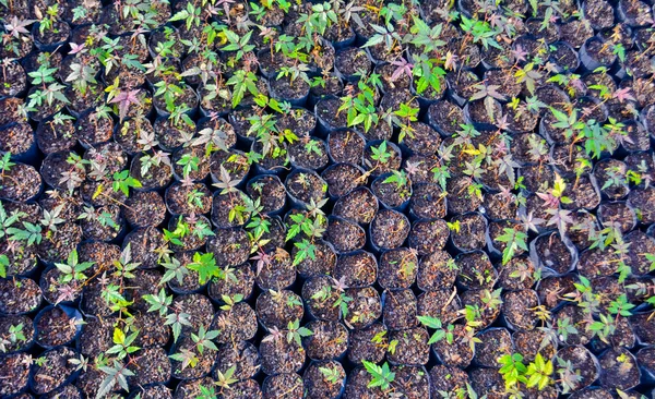 Setzlinge Pflanztöpfen Gewächshaus Macadam Pflanzschule Als Versuch Die Ernährungssicherheit Diversifizieren — Stockfoto